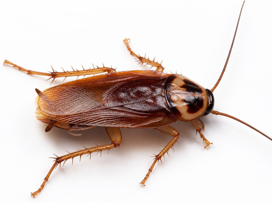 German cockroach close-up identification photo