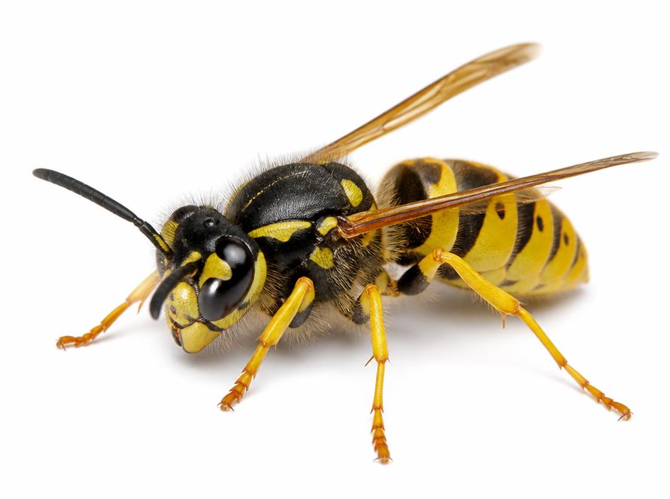 Paper wasp close-up identification photo