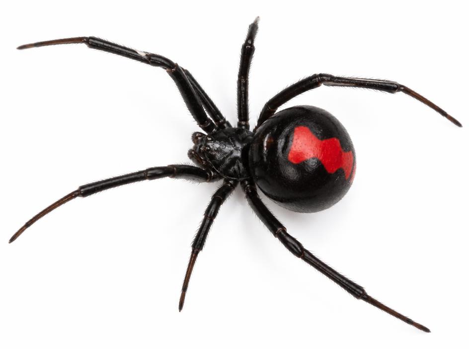 Black widow spider with red hourglass marking
