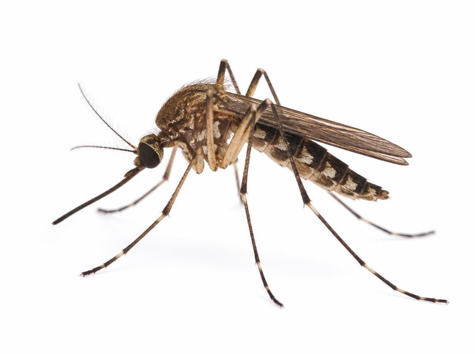 Mosquito close-up identification photo