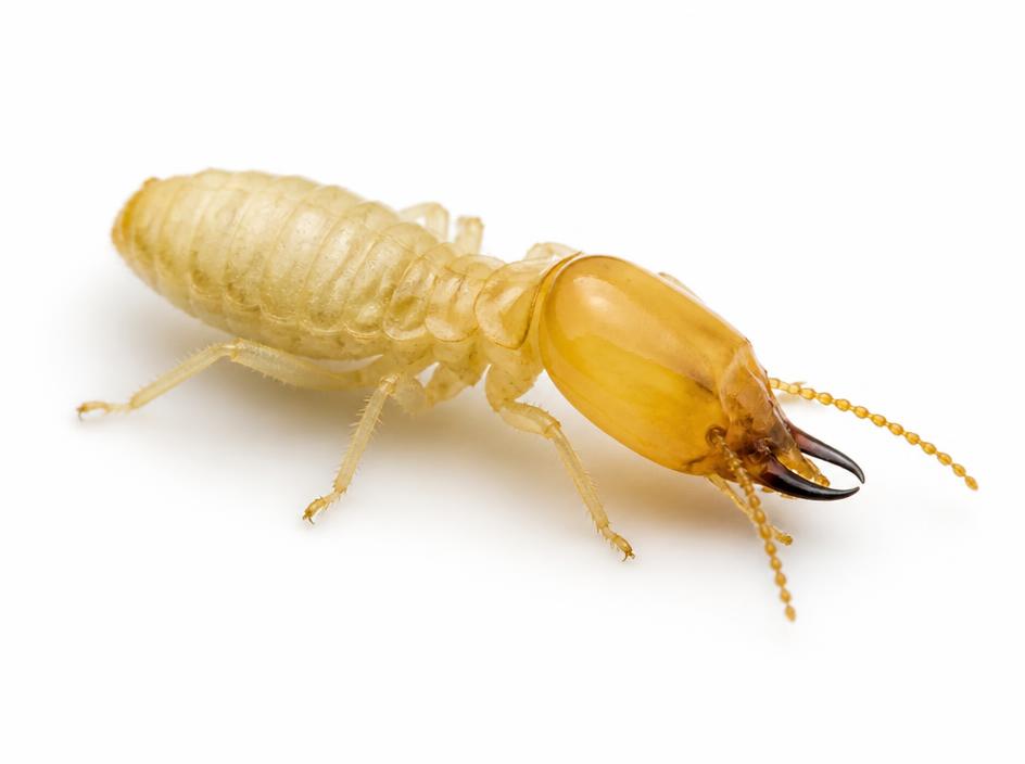 Termite worker close-up identification photo